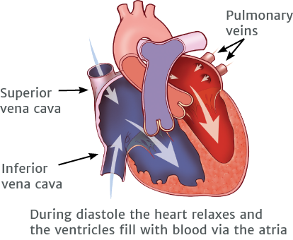 During diastole the heart relaxes and the ventricles fill with blood via the atria