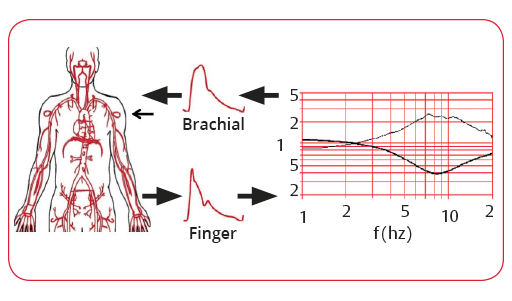 Rekonstruktion des Blutdrucks in der Arteria brachialis